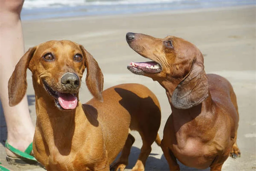 馬の線維性筋症とは？症状・原因・治療法を徹底解説
