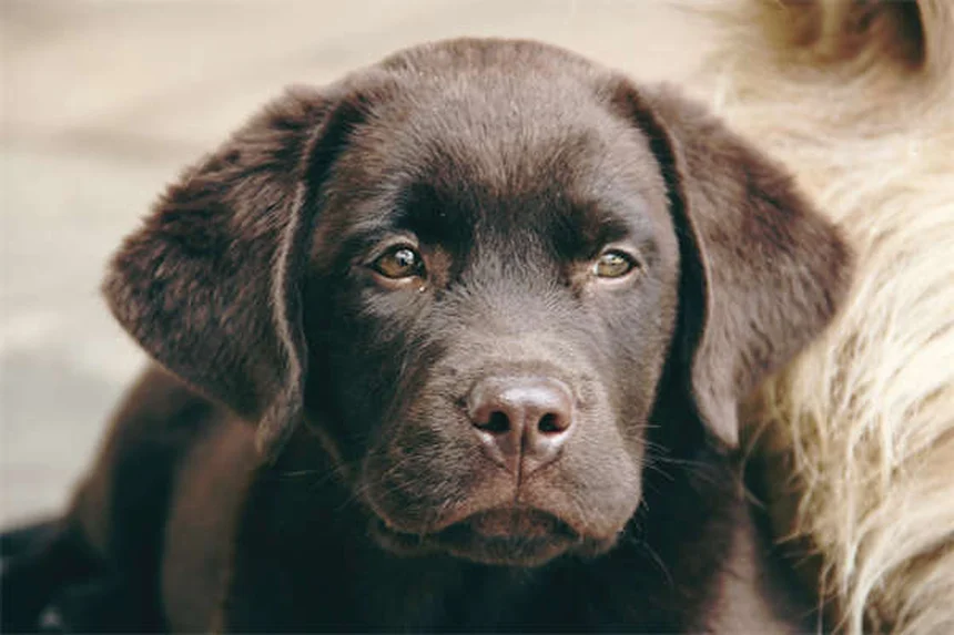 犬が傷口を舐める理由と対処法｜獣医師が解説