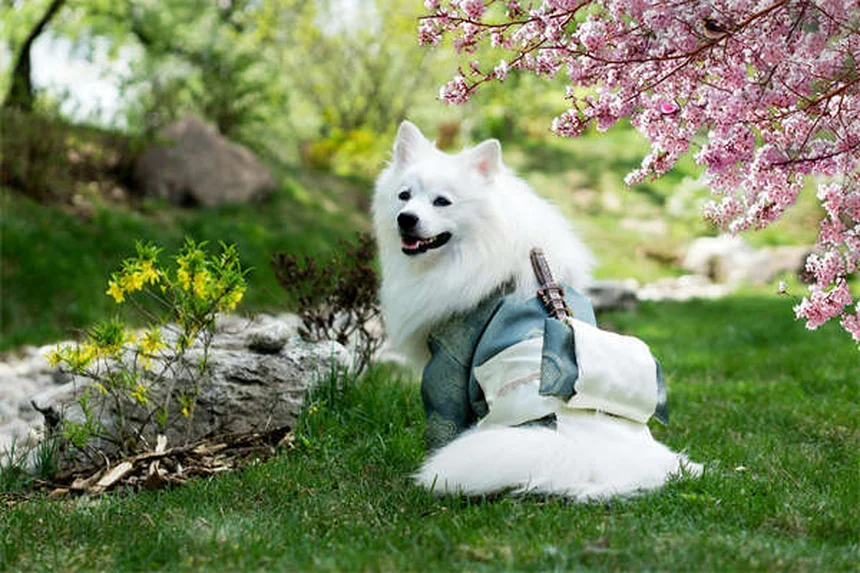穏やかな犬種14選｜おとなしい性格の犬を家族に迎えよう