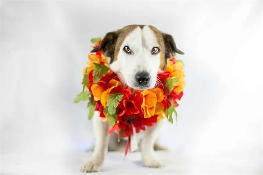 猫がゲップする原因と対処法｜獣医師が解説する7つのポイント