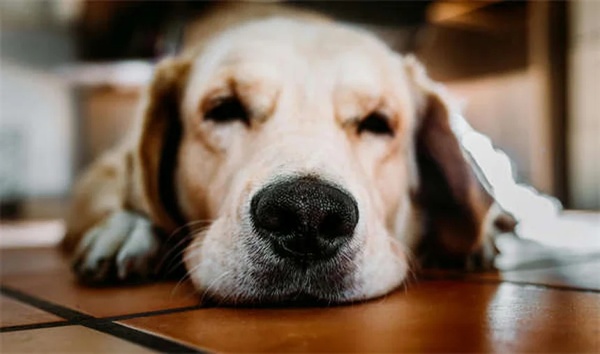 子犬の成長期完全ガイド｜いつまで大きくなる？健康管理のコツ