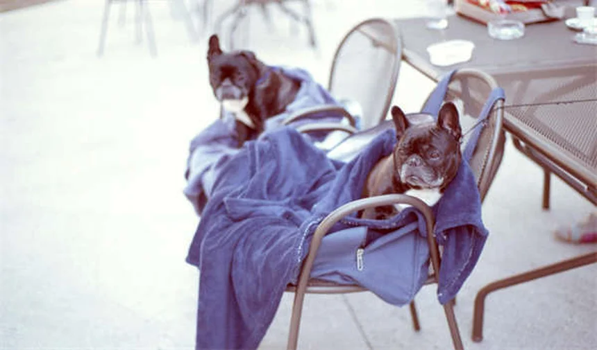 犬の時間感覚は人間とどう違う？驚きの5つの事実