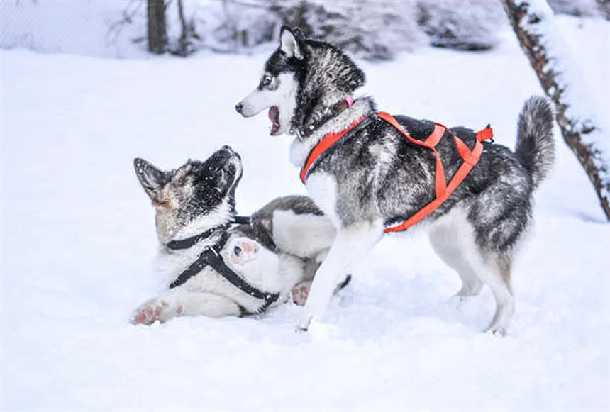 迷子の犬を見つけた時の正しい対処法5選【プロが解説】