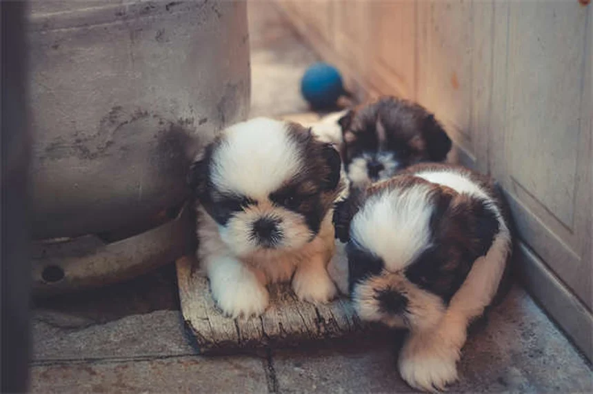 愛犬の不安を解消する7つの自然療法【獣医師推奨】
