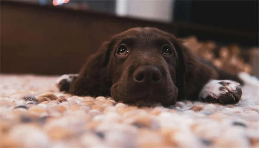 愛犬の不安を解消する7つの自然療法【獣医師推奨】