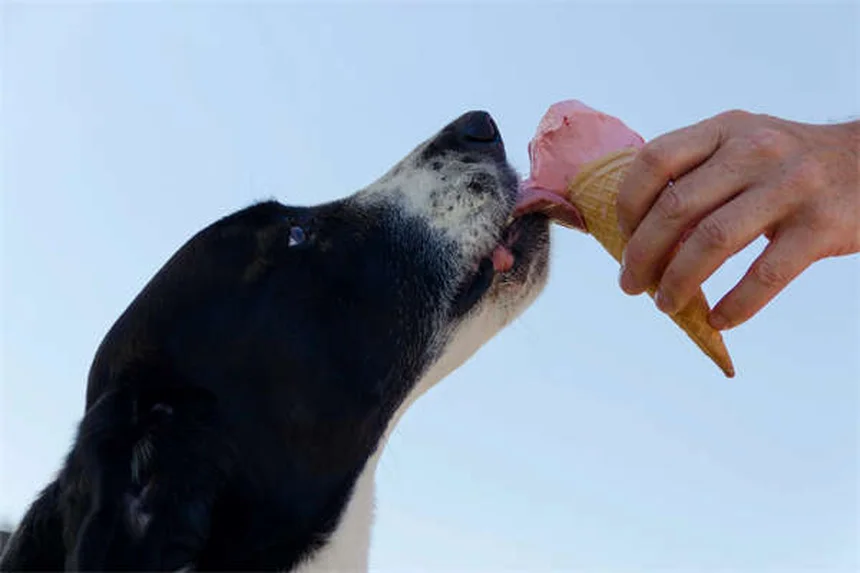 犬のサルモネラ感染症とは？症状・治療法・予防策を徹底解説