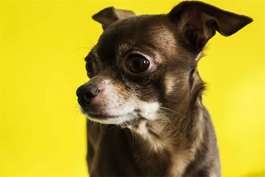 犬猫の細菌感染に効くClavamox®の効果と正しい使い方