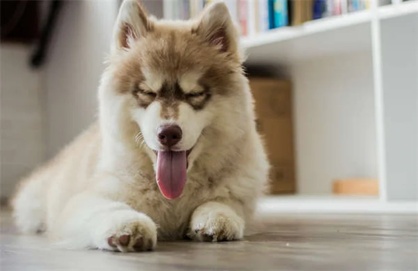 犬猫の細菌感染に効くClavamox®の効果と正しい使い方