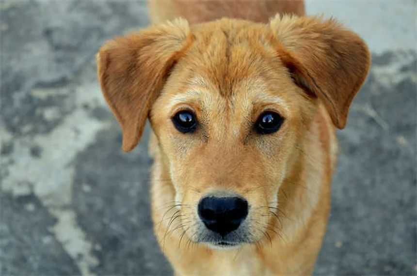 シニア犬を迎える前に知るべき7つのメリットと準備【完全ガイド】