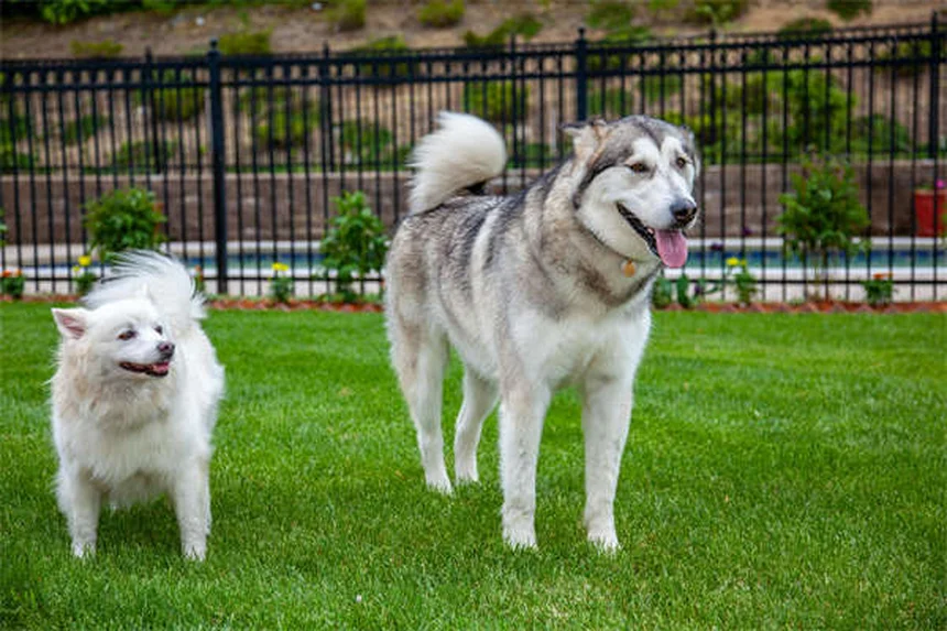 花火に怖がる犬を落ち着かせる9つの簡単テクニック