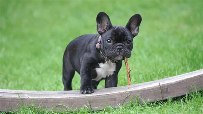 花火に怖がる犬を落ち着かせる9つの簡単テクニック