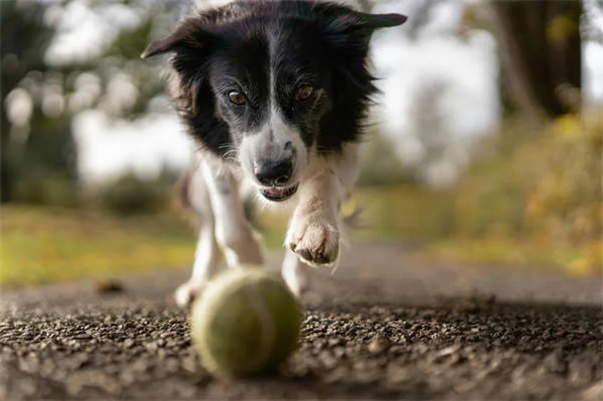 犬の不安症を解消する7つの効果的な方法【獣医師推奨】