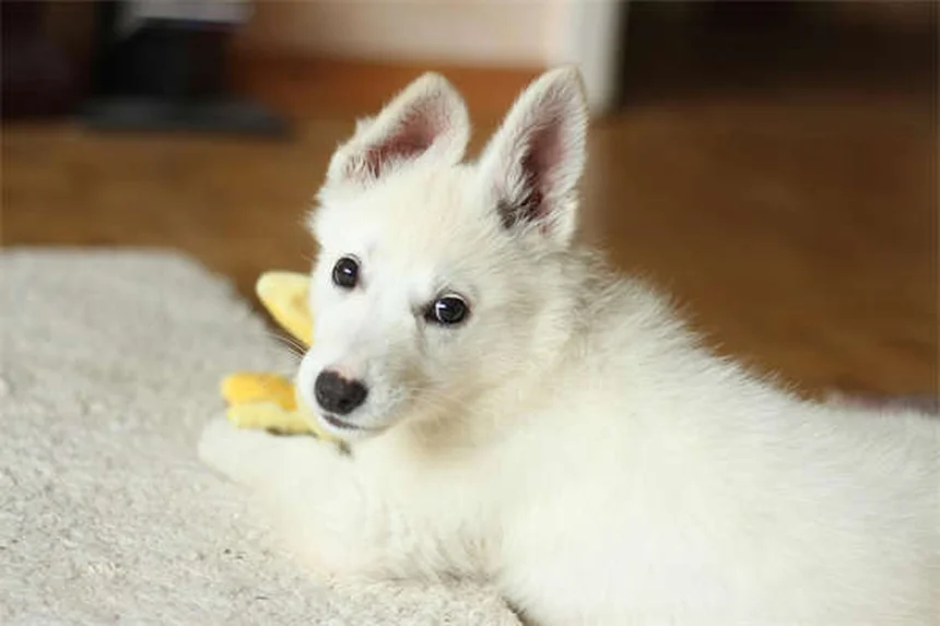 Bravecto®の効果的な使い方｜犬猫のノミ・ダニ対策12週間