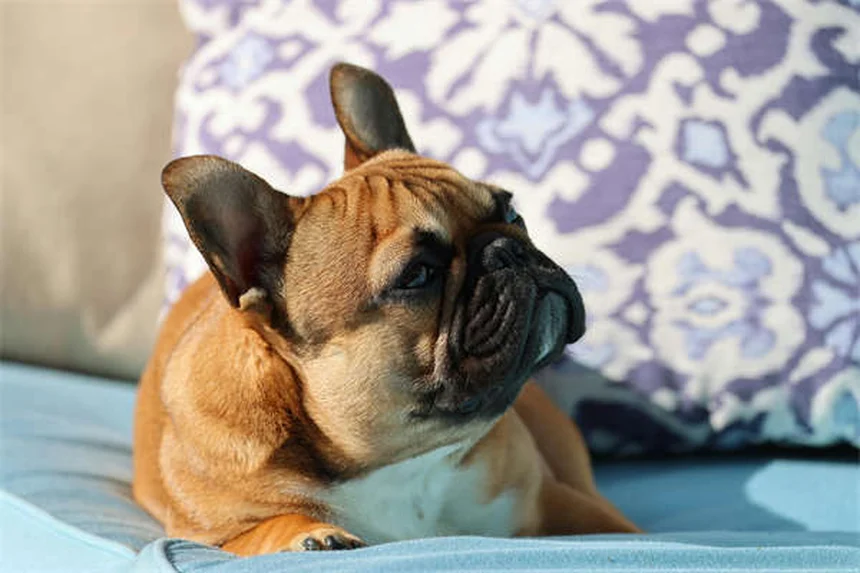 ペットアレルギーの原因と症状を徹底解説！愛犬・愛猫と快適に暮らす方法