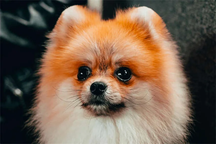 わがまま犬が2週間で変わる！「Please」訓練法のコツ