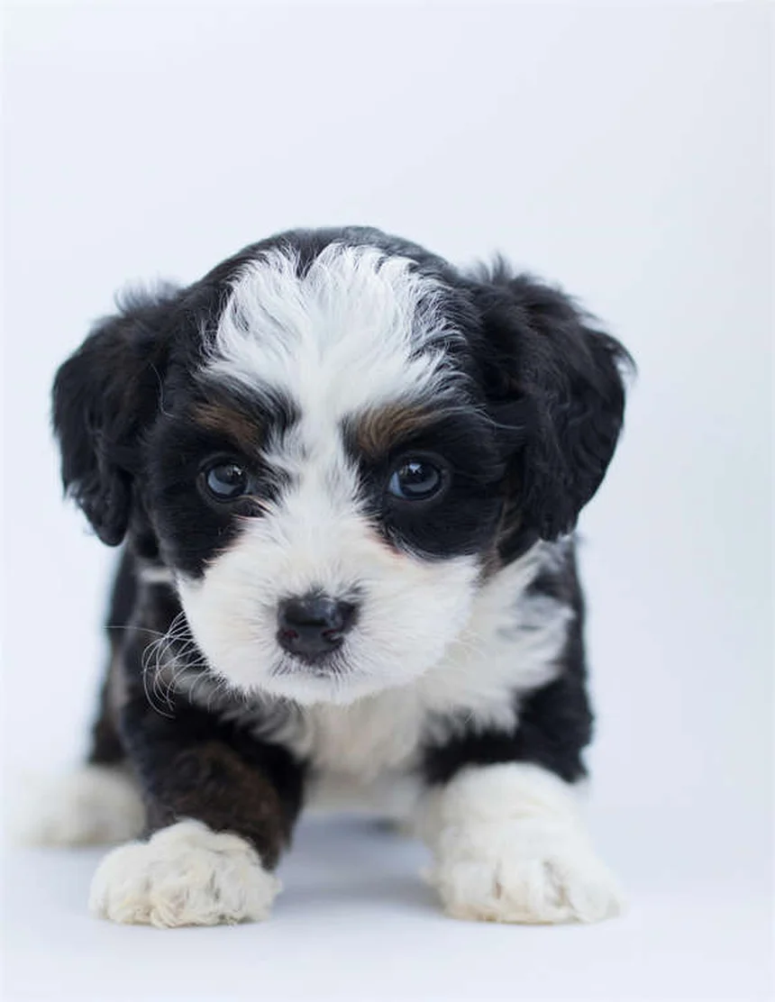 犬の趾間皮膚炎の症状と原因｜獣医師が教える治療法と自宅ケア