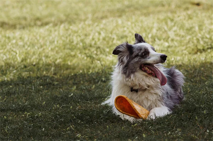 犬の趾間皮膚炎の症状と原因｜獣医師が教える治療法と自宅ケア
