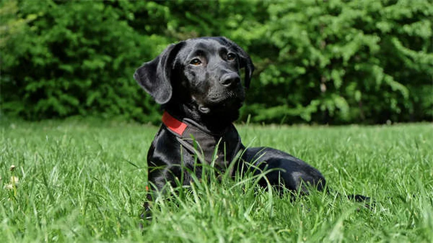 犬の趾間皮膚炎の症状と原因｜獣医師が教える治療法と自宅ケア