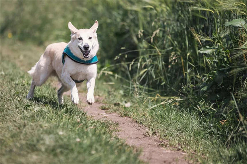 アルデンネ馬の飼い方：知っておくべき5つの健康リスクと対策