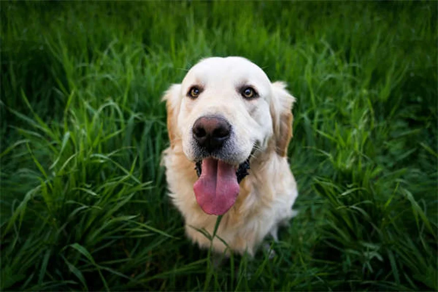 【獣医師監修】犬が草の上で転がる5つの理由と危険なサイン