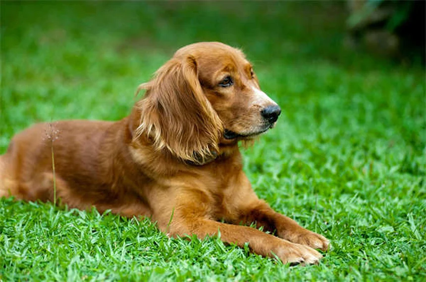 【獣医師監修】犬が草の上で転がる5つの理由と危険なサイン