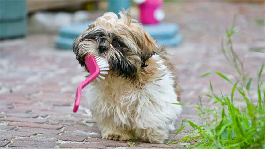 犬の浮腫を見逃すな！命に関わる症状と自宅でできる見極め方