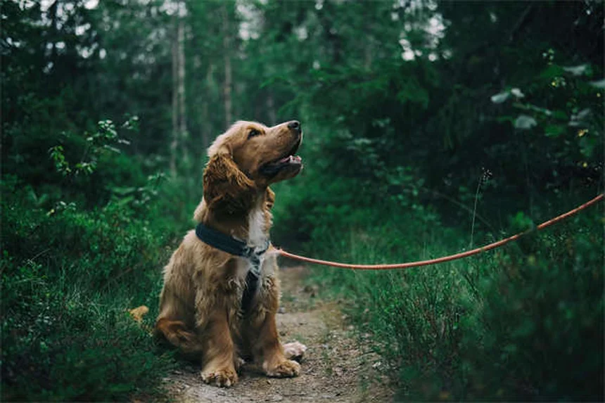 犬の浮腫を見逃すな！命に関わる症状と自宅でできる見極め方