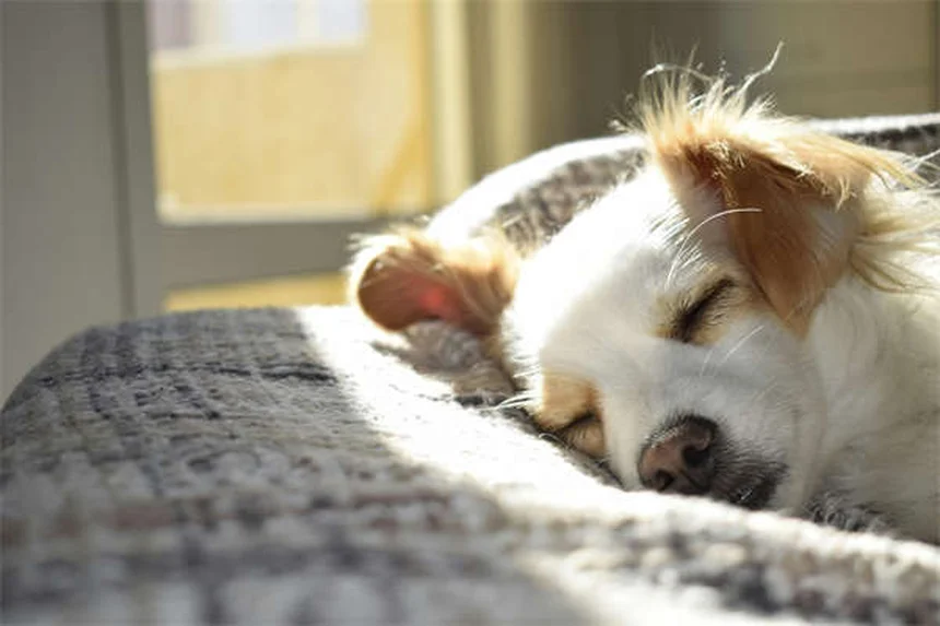 犬の浮腫を見逃すな！命に関わる症状と自宅でできる見極め方